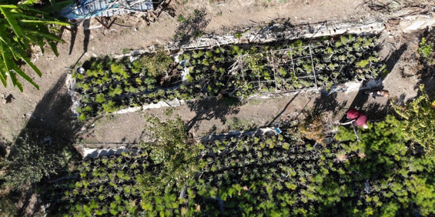 'Milli Ağaçlandırma Seferberliği'nde en çok fidan ormanları yanan Antalya ve Muğla'ya dikilecek