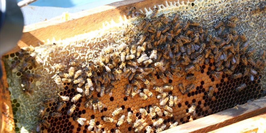 Sakarya'da kar altında kalan 40 bin bal arısı telef oldu
