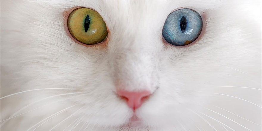Van kedileri için güzellik yarışması düzenleniyor