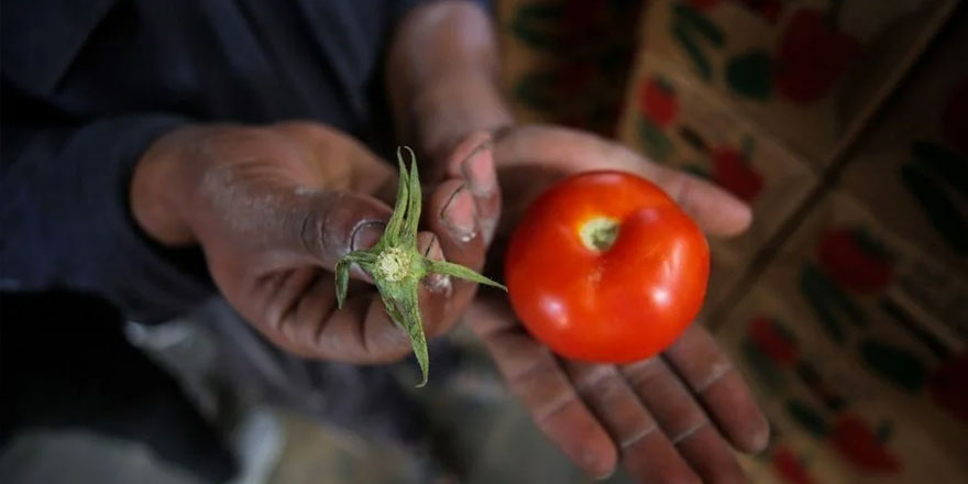 Yağmurun bereketi Çanakkale domatesinde yüksek rekolte beklentisini artırdı