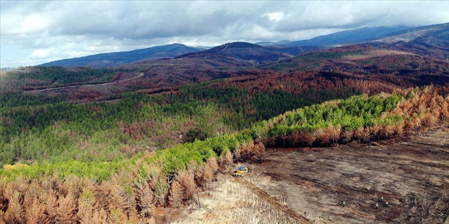 Hatay'da yangından zarar gören ormanlık alanlar ağaçlandırılıyor