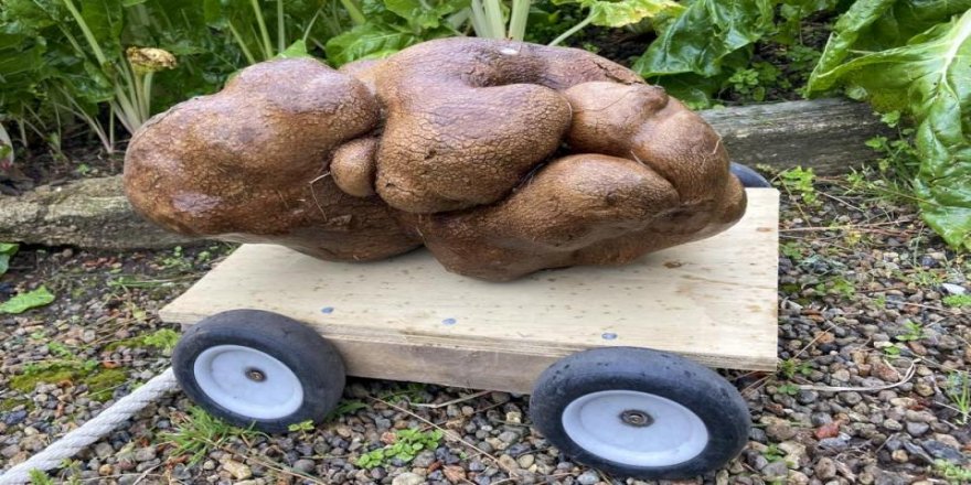 8 kiloluk patates buldular