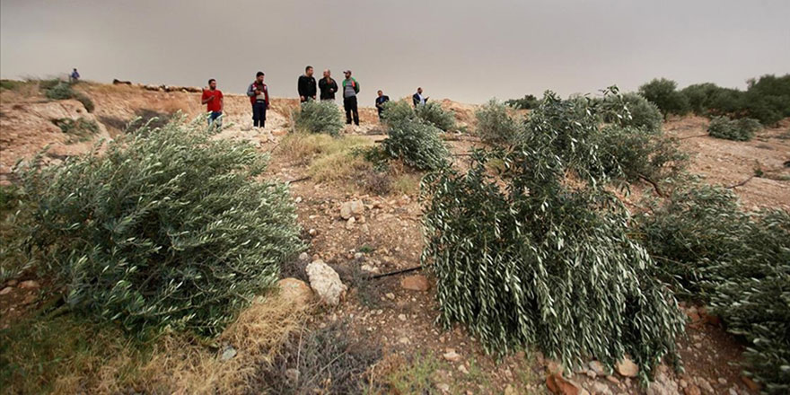 İşgalci Yahudi yerleşimciler Filistinlilere ait 600 zeytin ağacını katletti