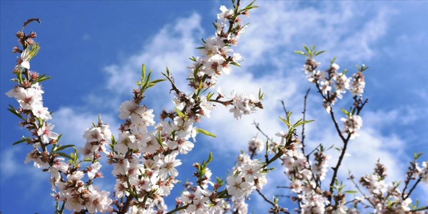 Baharın müjdesi badem ağaçları, Muğla'da çiçeklendi