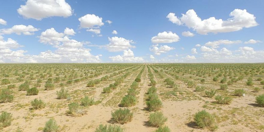 Suudi Arabistan kuraklığa karşı el Gada ağacı yetiştiriyor