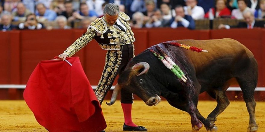 İspanya'da 'hayvanlara kötü muameleye yasal düzenleme' ama boğa güreşleri hariç