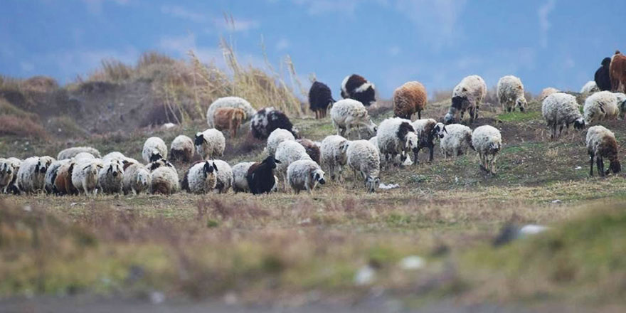 Tek birini koparmanın cezası 80 bin TL olan kum zambaklarını koyunlar yedi!