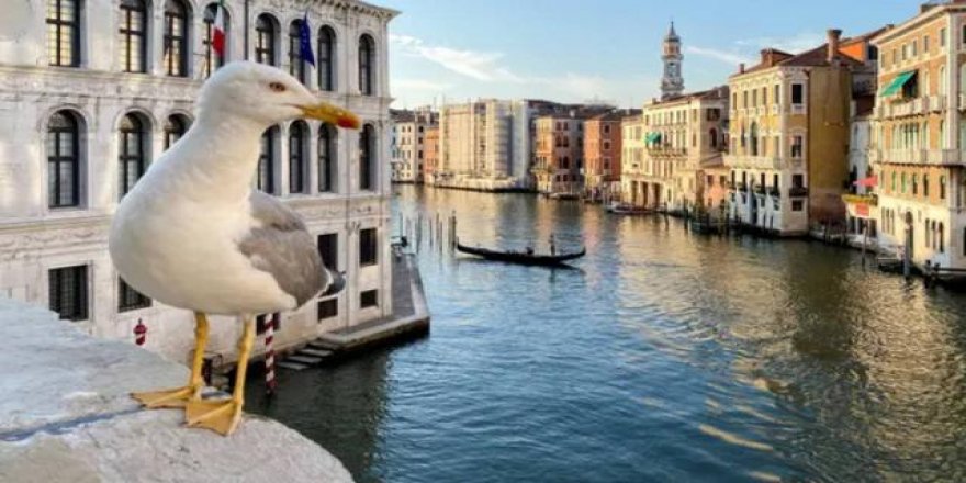 Venedik'te otel misafirlerine martıları vurmaları için su tabancası verildi