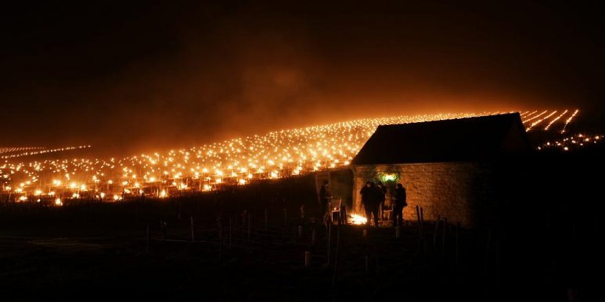 Fransa’da çiftçiler soğuğa karşı üzüm bağlarını ateş yakarak ısıtıyor