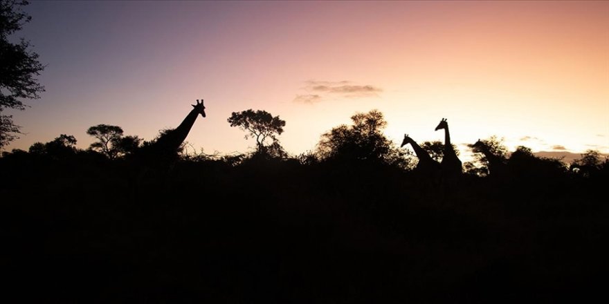 'Afrika'nın 5 büyükleri'ne ev sahipliği yapan safari mekanı: Kruger Ulusal Parkı