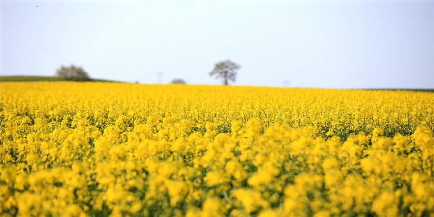 Trakya'da çiçek açan kanola bitkisi tarlaları sarıya boyadı