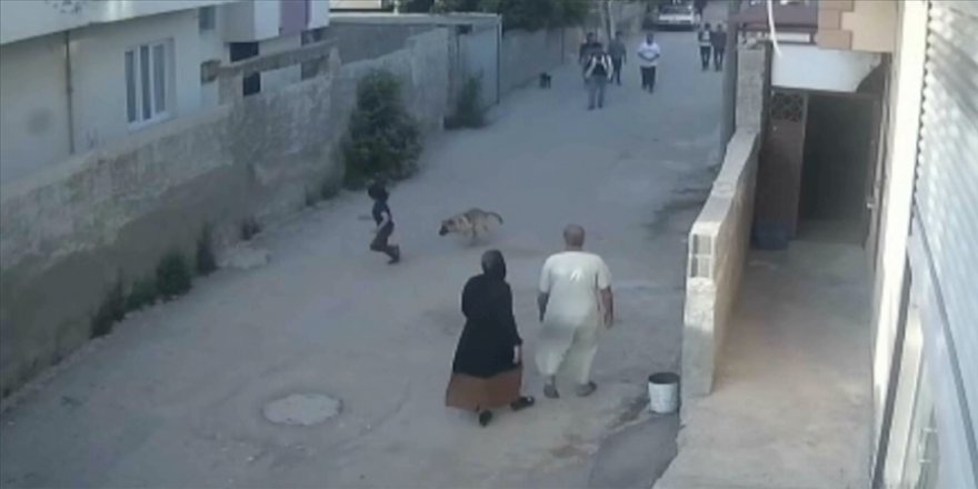 Adana'da sahipsiz köpek bir çocuk ve iki vatandaşa saldırdı