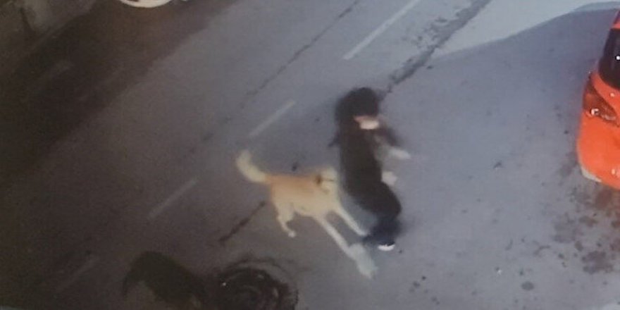 Sivas'ta başıboş köpekler çocuğa saldırdı
