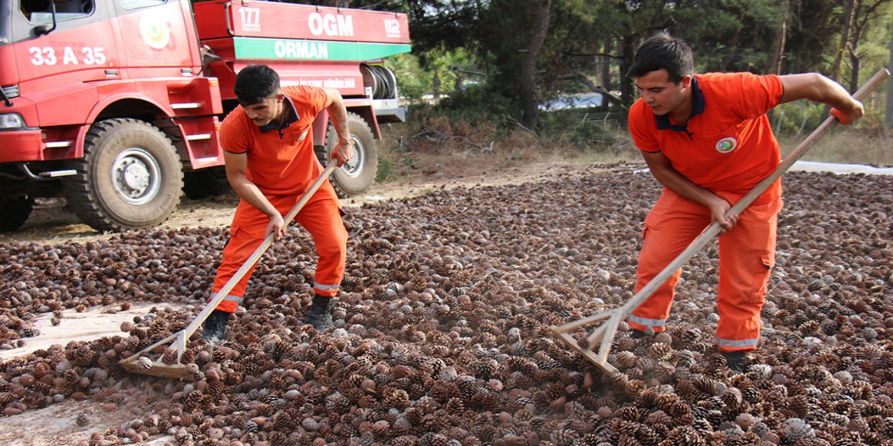 Mersin'de ormanlık alanlara 27 ton 250 kilogram kızılçam tohumu ekilecek