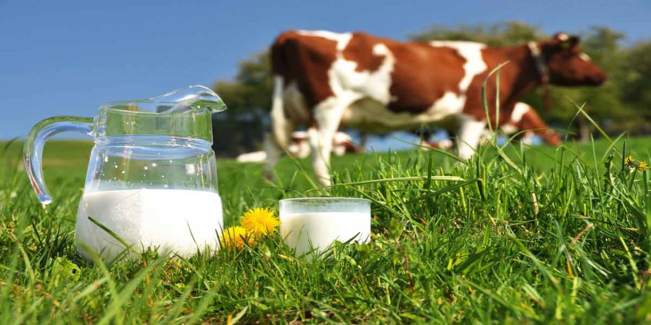 Toplanan inek sütü miktarı ağustosta yıllık bazda yüzde 2,9 azaldı