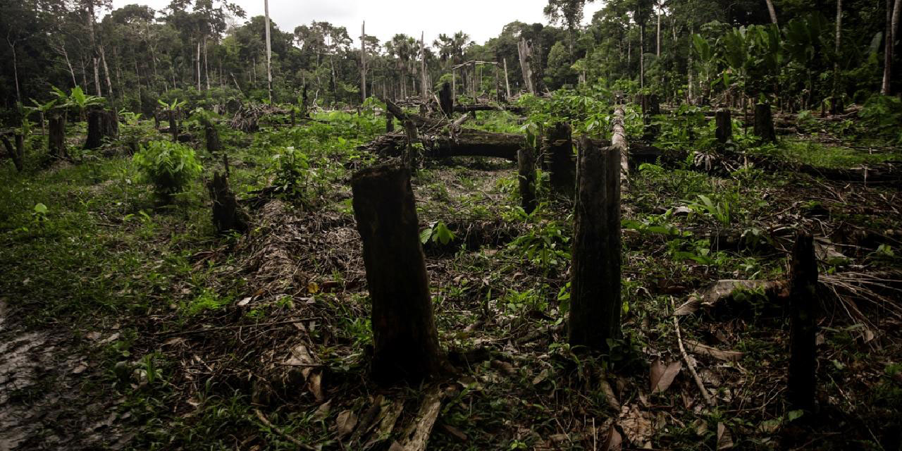Brezilya Amazonda ormansızlaşmaya dur dedi