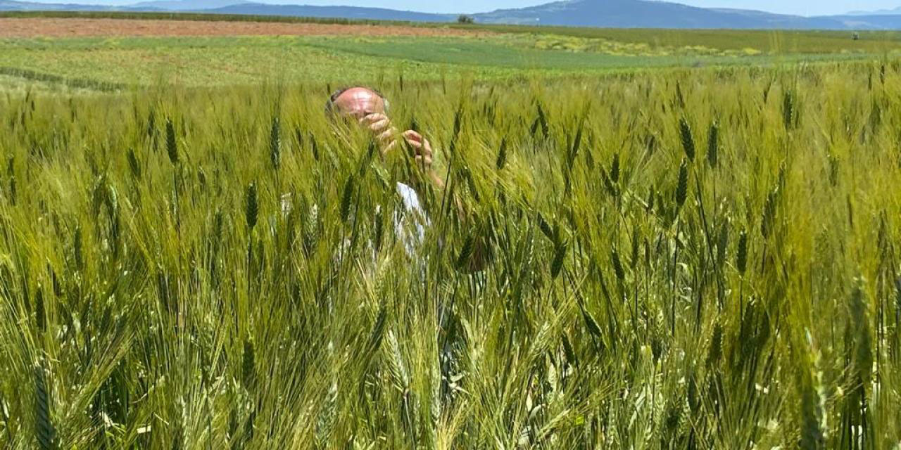 Maşallah! Konya Ovası’nda 180 santimetrelik buğday yetişti
