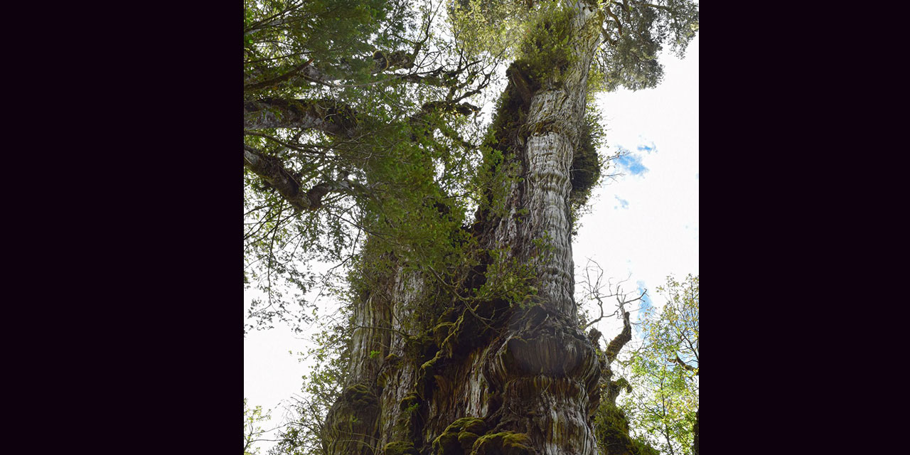 Dünyanın en yaşlı ağacı Şili'de bulundu: 5 bin yıllık olduğu tahmin ediliyor