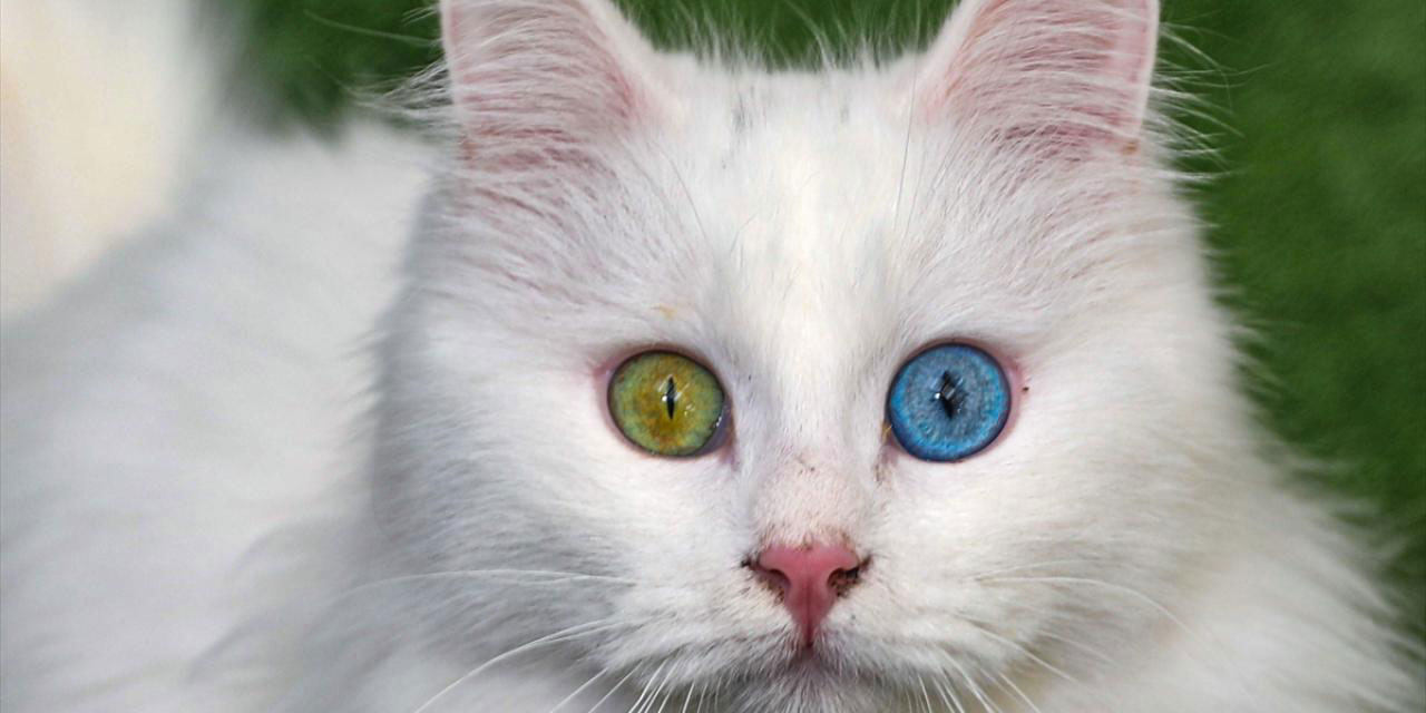 Cana yakınlığı ve farklı göz renkleriyle Van kedileri