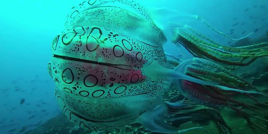 İlk kez görüntülenen kutu denizanası