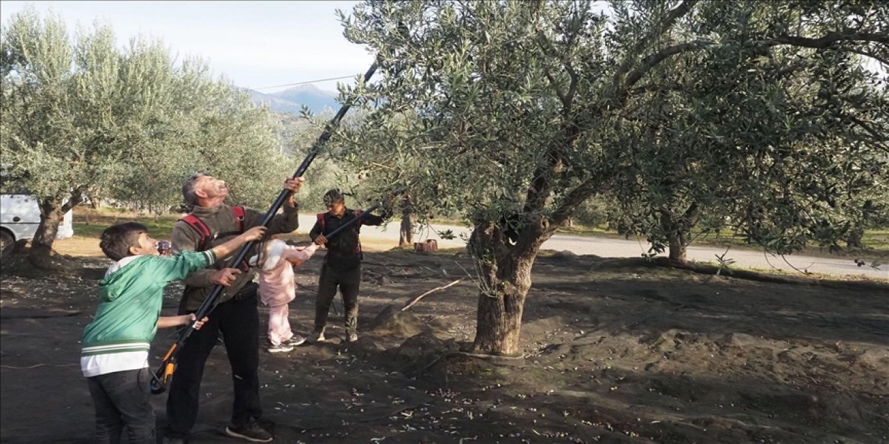 Edremit'te hasada katılan 150 öğrenci zeytinin dalından sofraya yolculuğuna şahitlik etti