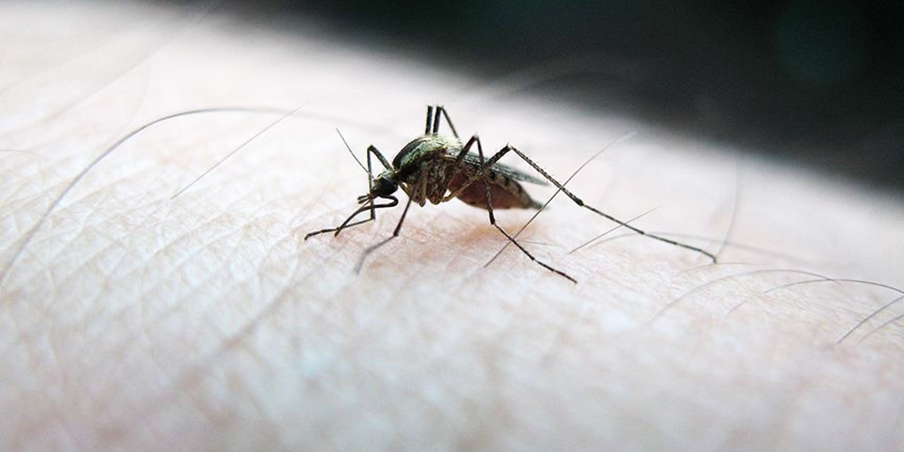 Yaratılış harikası sivrisineklerin insan kokusunu nasıl ayırt ettiği belirlendi