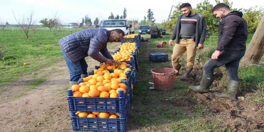 Portakal üreticisi dertli: Tarlada 2 TL'lik ürün tezgahta 7 liraya çıkıyor
