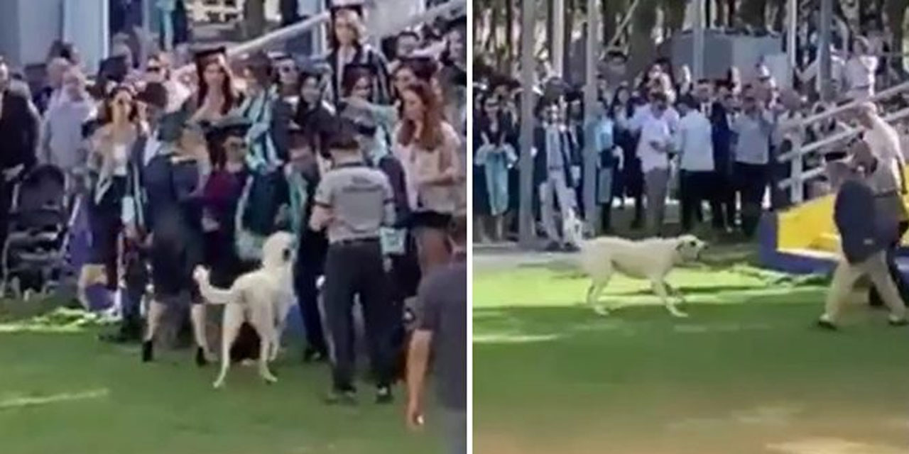 Başıboş köpek mezuniyet töreninde insanlara saldırdı