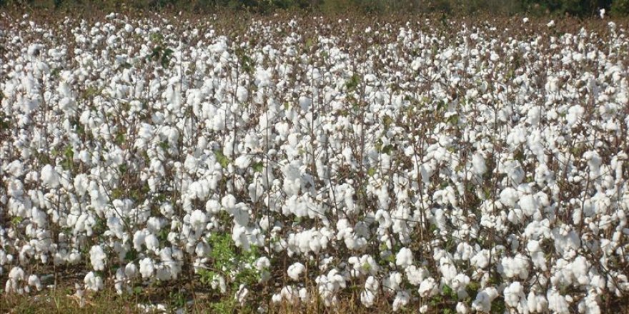Türkiye'de pamuk ekim alanının artması bekleniyor