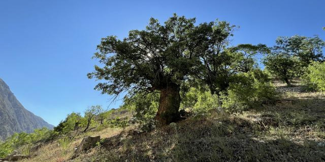 Erzincan'da 10 sakız ağacı anıt ağaç olarak tescillenerek korumaya alındı