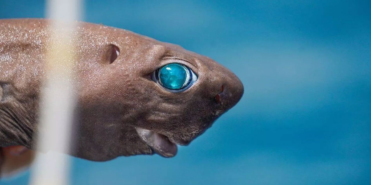 Zümrüt gözlü balık Antalya'da yakalandı