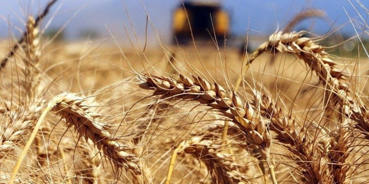 Gıda krizinin başaktörü: Buğday