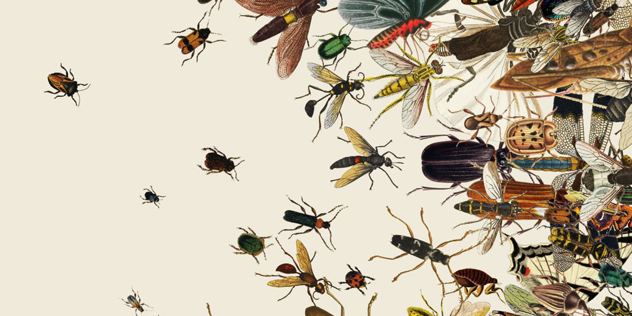 Bediüzzaman'ın böcekler ve sinekler tespitleri
