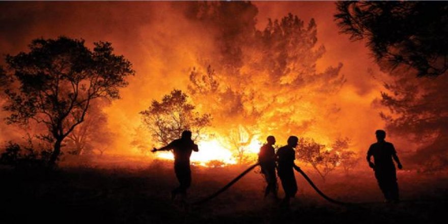 Son 10 yıldaki orman kaybının yüzde 61,5'i geçen yılki yangınlarda yaşandı