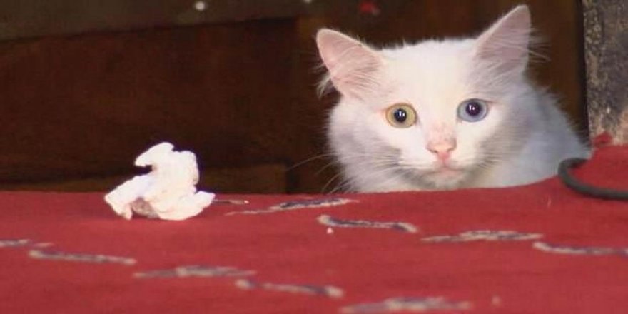 Ayasofya Camii'nin kedisi Kılıç kayboldu