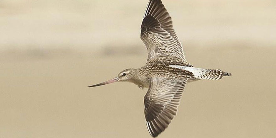 Yaratılış harikası Godwit kuşu iç organlarını küçülterek kesintisiz 13 bin kilometre uçuyor