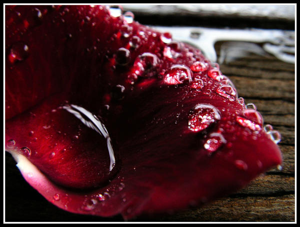 Blood_Rose_Petal_by_TSVN.jpg