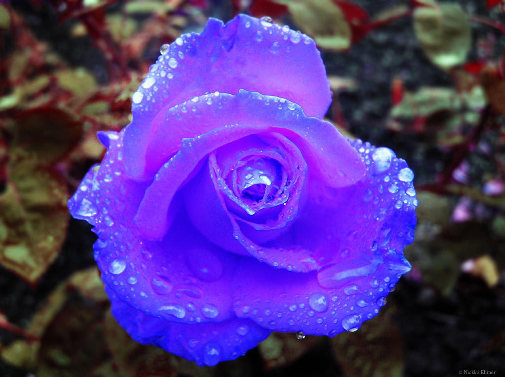 _Blue_Rose_by_Ehmer.jpg
