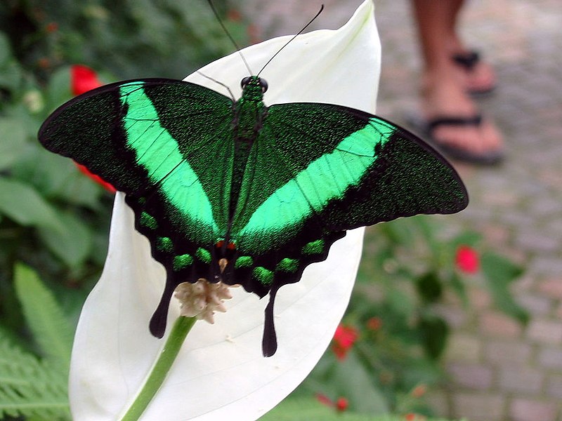 800px-Butterfly-green_black.jpg