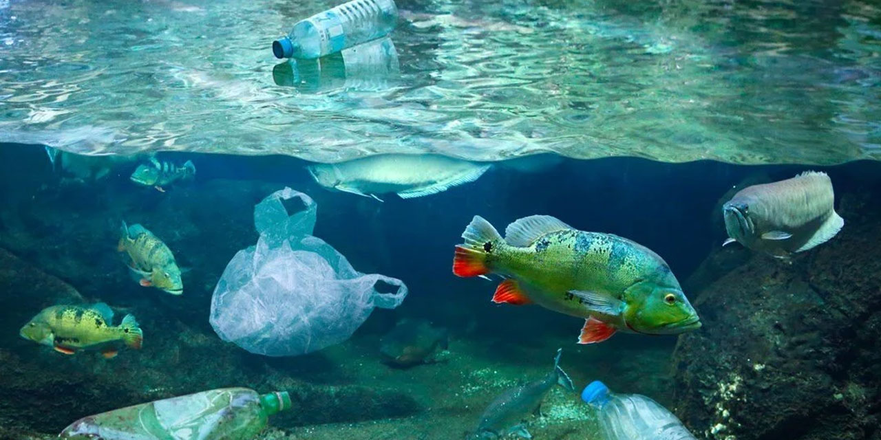 Mikroplastik yiyen robot balık geliştirildi
