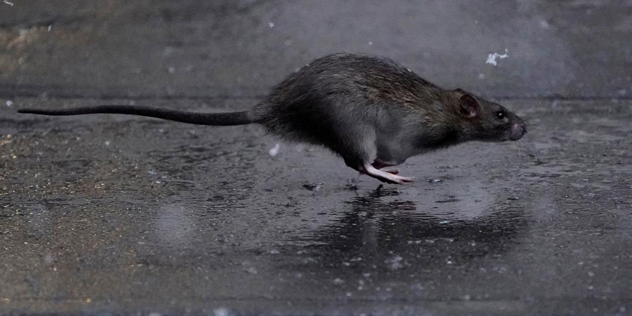 israilin en büyük destekçisi Amerika'nın New York şehrine fareler musallat oldu